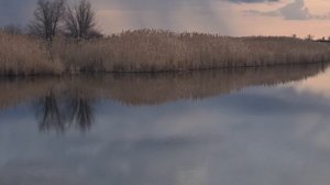 Весенняя прогулка☘️☘️☘️Звуки весны.🦢🐦🌿Первый дождь.⛈️⛈️⛈️