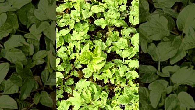 Прекрасная музыка и весна.mp4