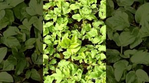 Прекрасная музыка и весна.mp4