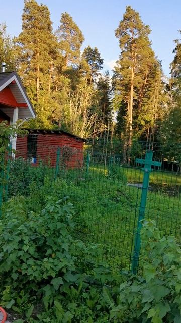 2024.06.15 Питер + Вырица у Земеровых