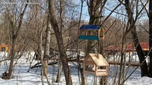 Весна в Москве. Парки "Яуза" и "Свибловские пруды". Повылезали белки. Март 2026 года.