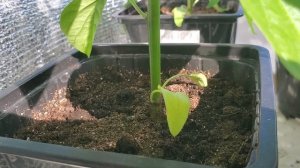 06.04. Обзор рассады перцев