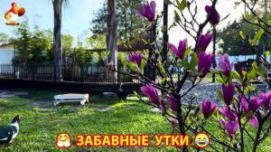 Забавные утки мускусные и пекинские на свободном выгуле со своими друзьями ч.(380) ❣️🤗😂