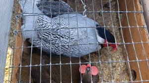 Ярмарка голубей в Новониколаевке (Алексиково) 04.04.2026 г. 2-я часть.