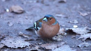 Зяблик. Зарисовка