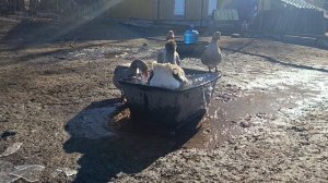 Важные гуси 🪿