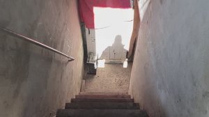 Высадила огурцы в грунт🥒🥒Петунии в горшки🌸Сколько видов нарциссов 🌺🌸🌷