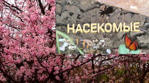 НАСЕКОМЫЕ #АНАПА #БИОНИКА #природа #весна #красота #пчелы #шелкопряд #шеллак #мед #стих #ПЛАНЕТА