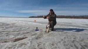 ПОСЛЕДНИЙ ЛЁД, КРАЖА И ПОЛОМКА 🚨 Рыбалка на щуку, медвежья вышка и весенние ручьи!