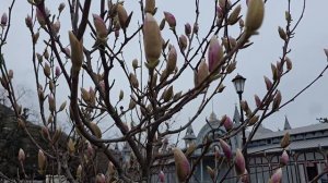 Пятигорск. Парк Цветник. 4 апреля 2026г.