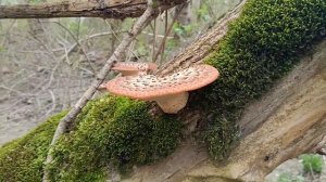 Нынче мы за ПЕСТРЕЦОМ. По грибы 4 апреля 2026 года.