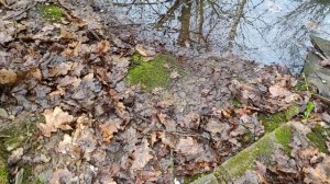 3 апреля 2026 года. Приехала домой. На дачном участке в Подмосковье