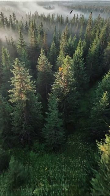 Лесная идилия: природа в обьятиях тумана #природа #лес #красота