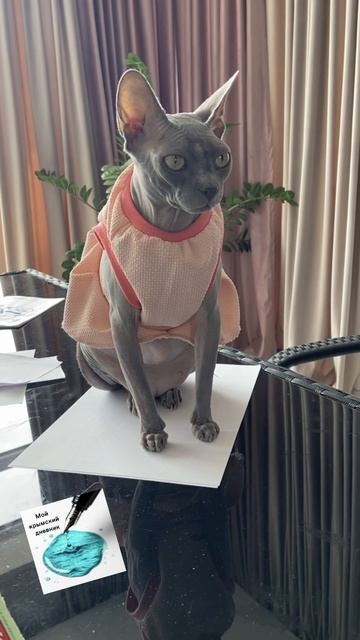 Когда вспоминаешь свою прошлую жизнь в Египте, да еще и листик подложила, чтобы повыше сидеть🤭