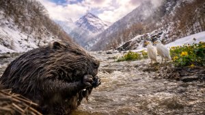 Половодье в долинах горных рек: как дикие животные выживают в большой воде?