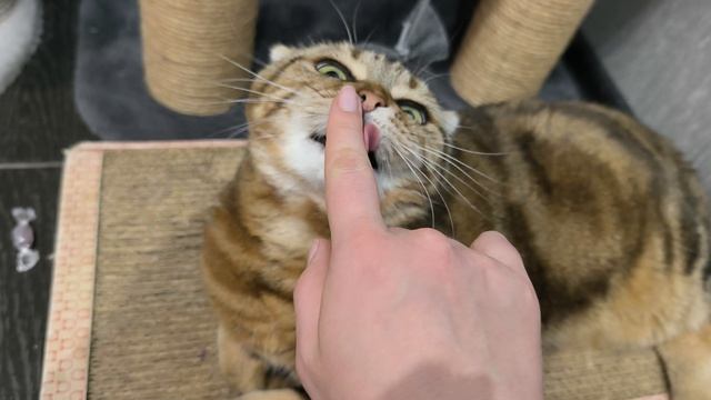 трио🐱🐱🐱