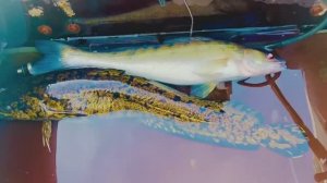 Первый улов. 31 марта 2026