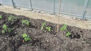 ПРОБЛЕМУ РЕШИЛИ..ПОМИДОРЫ В ТЕПЛИЦЕ 🤣🥰