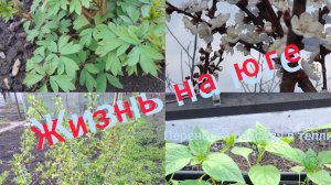 03.04/ Живём и работаем на Кубани/ Дожди/ Лечим Дусю/ Весёлые курицы🐔/ Домашняя шаурма/ Наша жизнь/