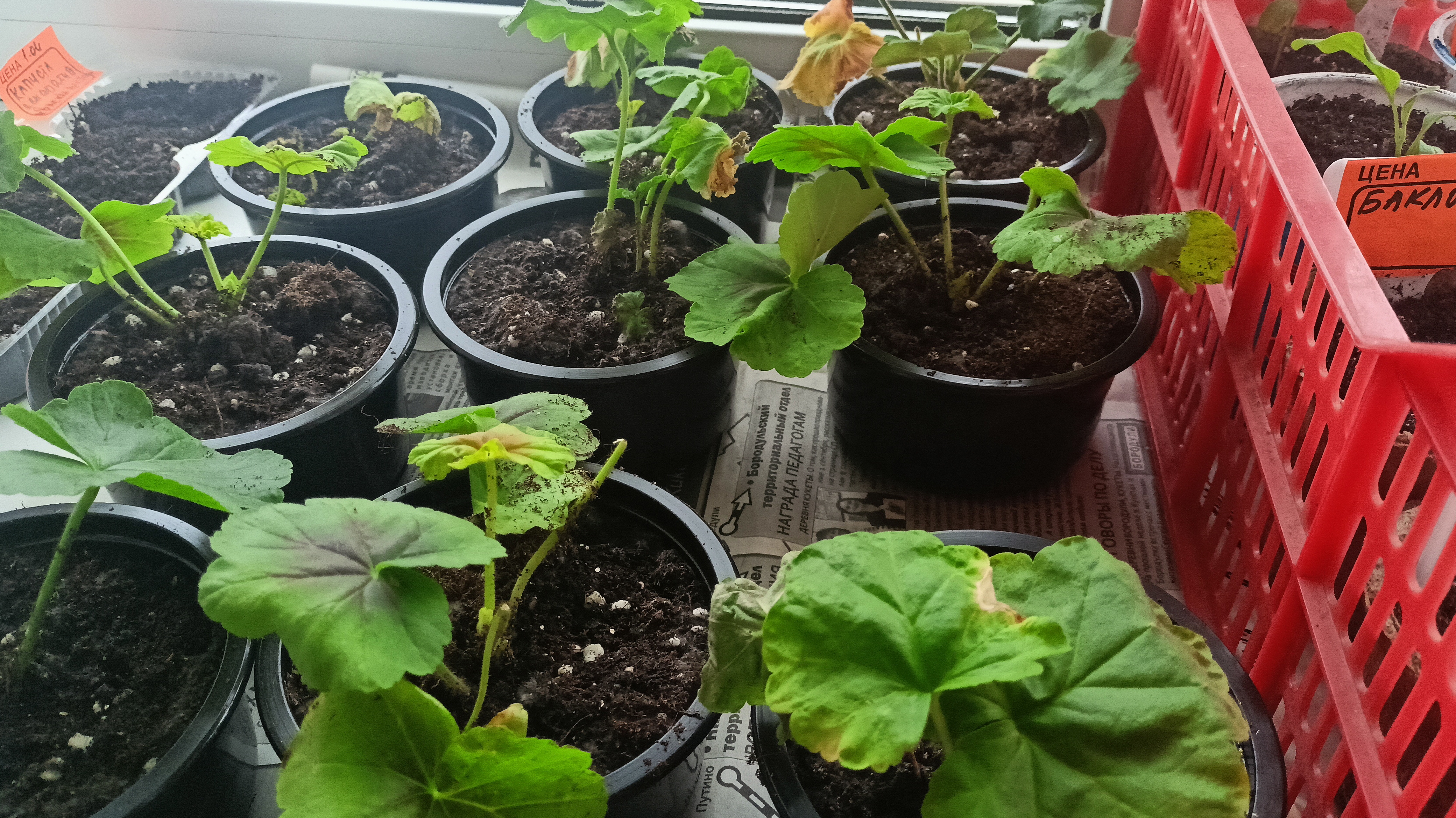 4.04.26 Жизнь на Урале обычной семьи!!!! А вам нужна такая кошка))))