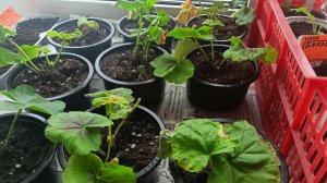 4.04.26 Жизнь на Урале обычной семьи!!!! А вам нужна такая кошка))))