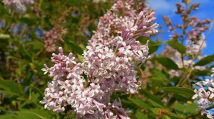 Музыка релакс . Тихий шум ветра и звуки природы .