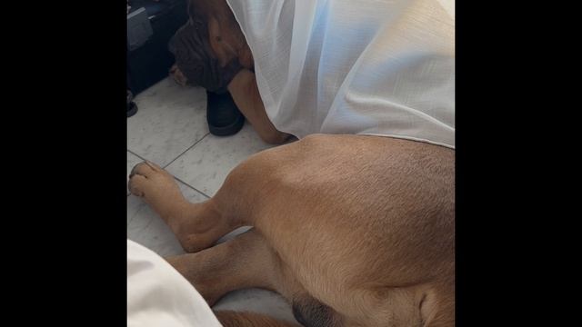 Кане Корсо Царь 13 серия