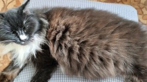 Отгадайте,кто это,чернобурка?😃