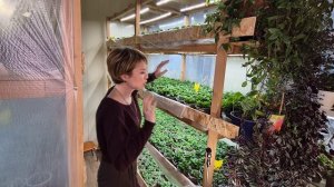 РАССАДА ДЛЯ ПРОДАЖИ.ПЕТУНИЯ ОТ А ДО Я.2026