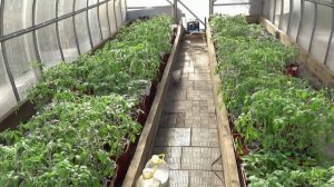 3 семядольных листика у рассады томатов. Нужно ли ОТБРАКОВЫВАТЬ такие растения?