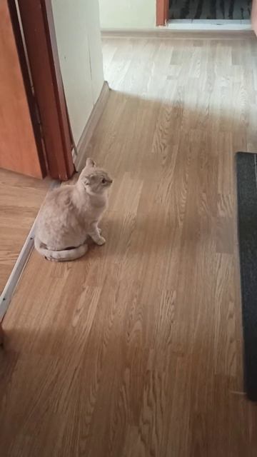 Сосед включил перфоратор. Кошки в шоке 😱