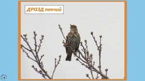 Поёт ДРОЗД ПЕВЧИЙ. Один из лучших певцов птичьего мира. Март 2026