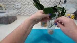 Отделение детки с цветоноса и пересадка орхидеи Кимоно бабочки.