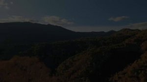 🌲✨ Лесные чудеса: природа в своем величии! 🌳💚