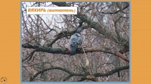 Вяхирь на толстой ветке дуба. Красавчик