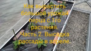 Как вырастить большой урожай перца с 1го растения. Часть 2. Высадка рассады в апреле.