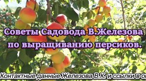 Советы Садовода В.Железова по выращиванию персиков.