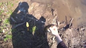 Жор весеннего карася на поплавок! Наловили целый мешок.. Не знаем как уносить!