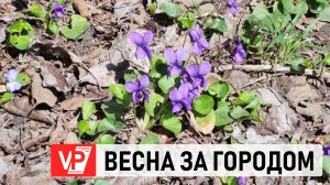ВОЛГОГРАДЦЫ ПОДЕЛИЛИСЬ ВИДЕОКАДРАМИ ВЕСНЫ ЗА ГОРОДОМ