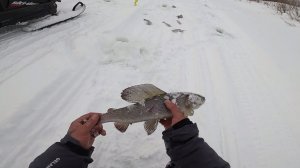 Рыбалка на реке. Трофей ещё трофей... Спасибо Эвенкия! Часть 2.