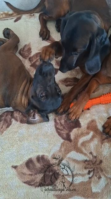 Баварская горная гончая Кэтти и BEAUTIFUL HAPPY LIFE DE BAVIERAS SIERRA DE SAN PEDRO