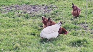 Звуки природы. Пение птиц. Дрозд пальмовый пятнистый на селе