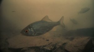 The River In The Summer Flood