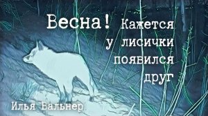 Весна! Кажется у лисички появился друг))