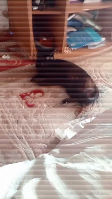 котик