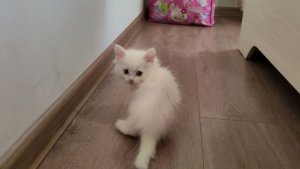 Котенок Микки хочет отправиться в путешествие. Котенок Микки и его кошачий семя.