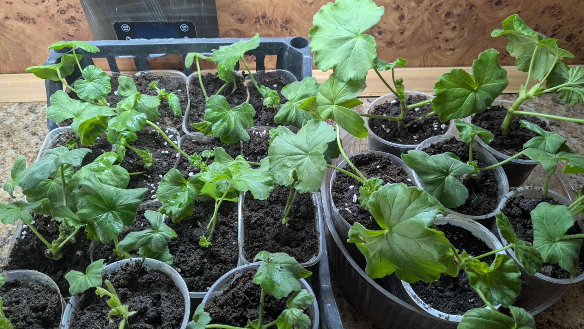 Поездка в город и перевалка гераней.