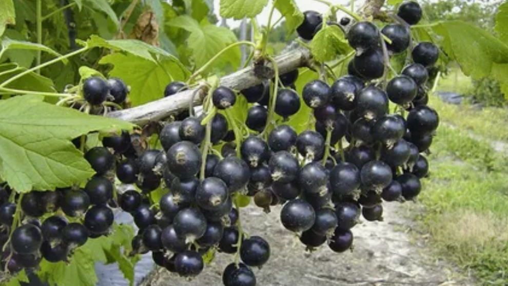 Горчица для смородины: простое весеннее средство, которое работает