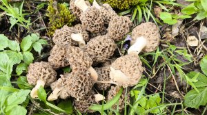 Поиск и сбор первых Сморчков в лесу