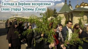 Верба — символ вечной жизни: встреча Господа в Вербное воскресенье - слово старца Зосимы (Сокур)